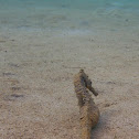 Estuary Seahorse
