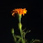 Marigold