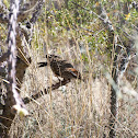 Cactus Wren