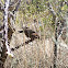 Cactus Wren