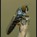 Robber fly