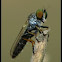 Robber fly