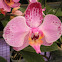 moon orchid