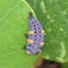 Ladybug larva