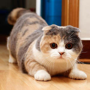 Scottish Fold Wallpapers.apk 1.0