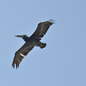 Peruvian Pelican
