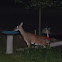Unnamed spotting