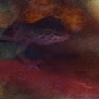 Leopard Gecko
