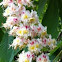 Sweet Chestnut (Pravi kostanj)