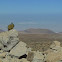 Vizcacha del monte, Chinchillón