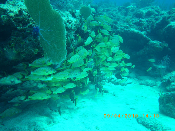 Spotting Image 1