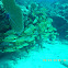Bluestriped Grunt