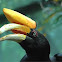 Rhinoceros Hornbill