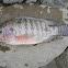 mojarra negra