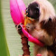 Cottontop tamarin