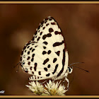 Common Pierrot