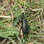 Field Cricket