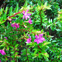 Erica, Cufea
