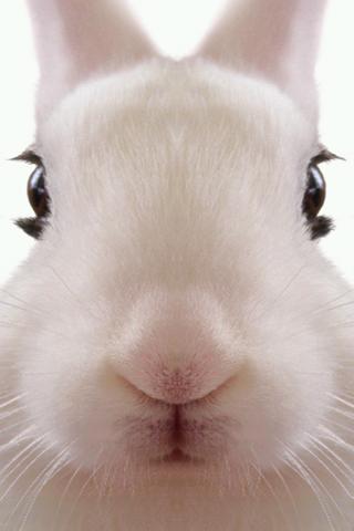 Rabbit LiveWallpaper