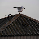 Gaviota argéntea
