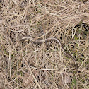 Praire Skink