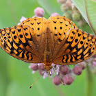 Great Spangled Fritillary