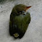 Common Tailor bird