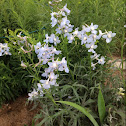delphinium
