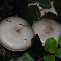 Blushing Wood Agaricus