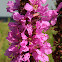 Purple loosestrife
