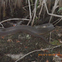Redbelly Watersnake