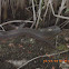 Redbelly Watersnake