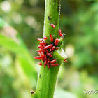 Leaffooted bug nymphs