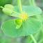 euphorbia