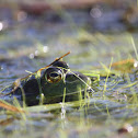 American Bullfrog