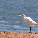 Cattle Egret
