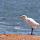 Biodiversity in Egypt