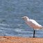 Cattle Egret