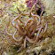 Solar-Powered Nudibranch