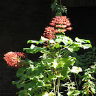 Glorybower