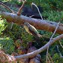 Anna's Hummingbird (female)