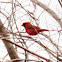 Northern Cardinal