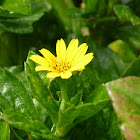 Wedelia
