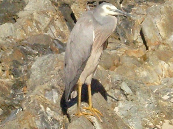 Spotting Image 1