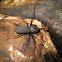 Weevil