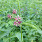 Dog-strangling vine