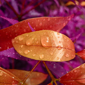 after rain by Michelle Meenawong - Artistic Objects Other Objects