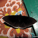 Noctuidae