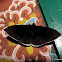 Noctuidae