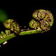 Fern